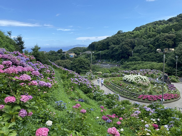 形原温泉あじさいの里(2025年6月25日撮影)