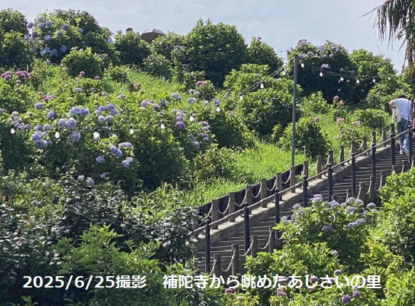 形原温泉あじさいの里(2025年6月25日撮影)