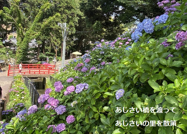 形原温泉あじさいの里(2025年6月25日撮影)
