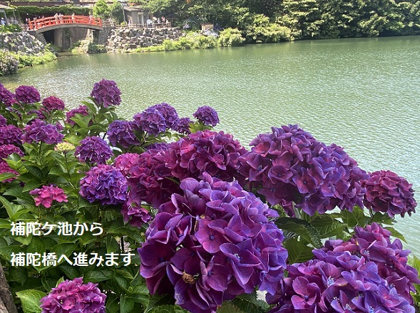 形原温泉あじさいの里(2025年6月25日撮影)