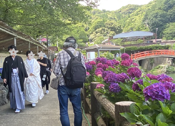 形原温泉あじさいの里(2025年6月25日撮影)