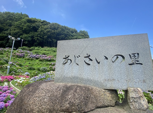 形原温泉あじさいの里(2025年6月25日撮影)