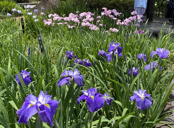 徳川園（名古屋市東区）の花菖蒲（2025年6月1日撮影）