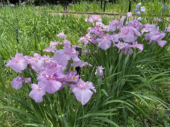 徳川園（名古屋市東区）の花菖蒲（2025年6月1日撮影）