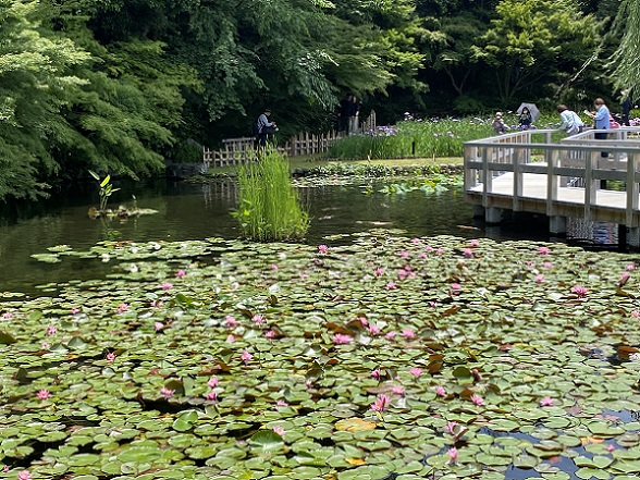 徳川園（名古屋市東区）のスイレン（2025年6月1日撮影）