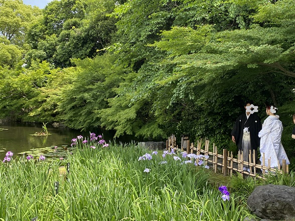 徳川園（名古屋市東区）の花菖蒲（2025年6月1日撮影）