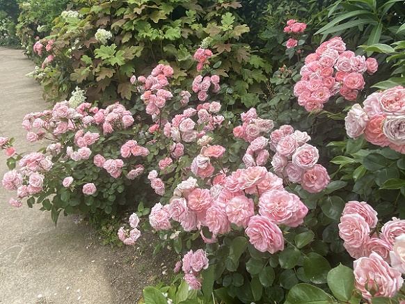 びわ湖大津館イングリッシュガーデン