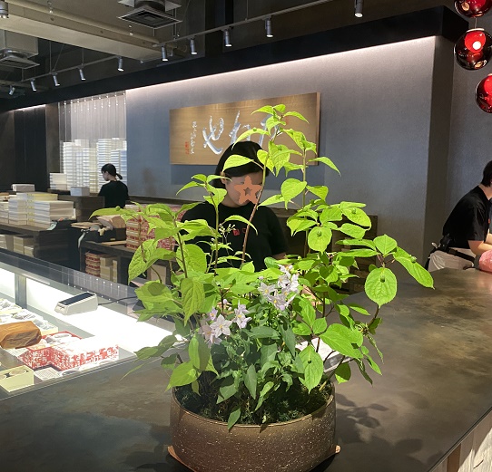 ラーゴ大津たねやの店内