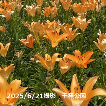 千種公園のユリ（名古屋市千種区）