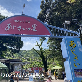 形原温泉あじさいの里（2025年6月25日撮影）