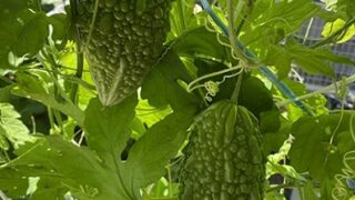 自宅で栽培中のゴーヤ