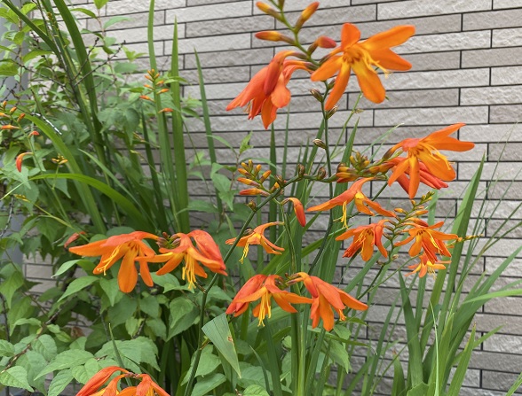 自宅界隈の花たち