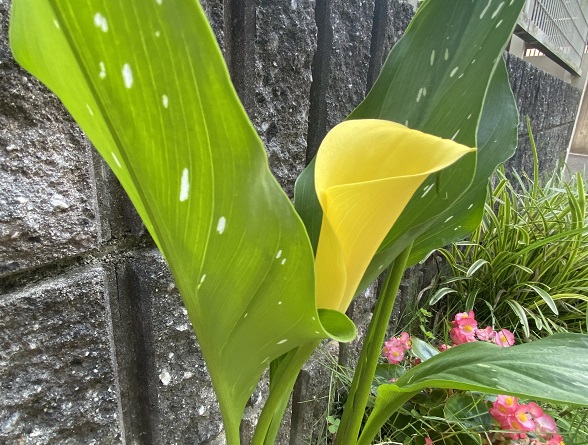 自宅界隈の花たち