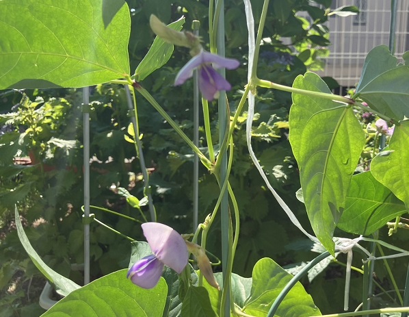 自宅界隈の花たち