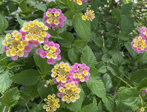 自宅界隈の花たち