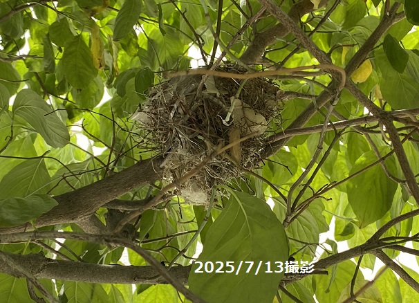 自宅で発見した鳥の巣