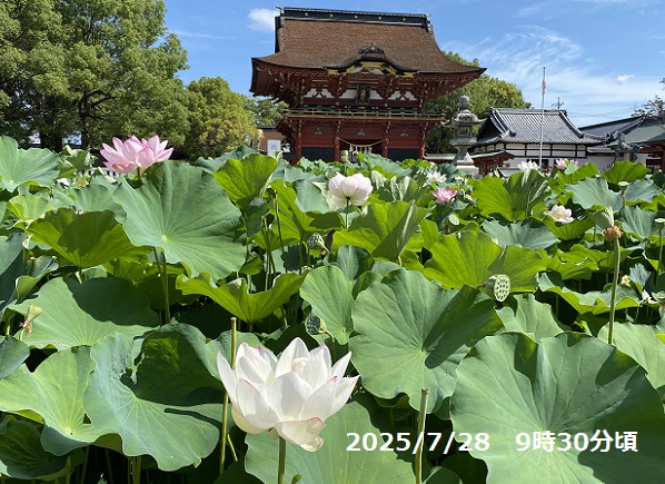 伊賀八幡宮(愛知県岡崎市)