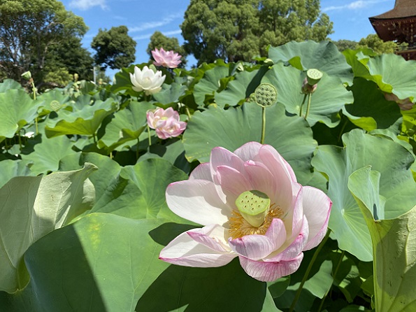伊賀八幡宮(愛知県岡崎市)