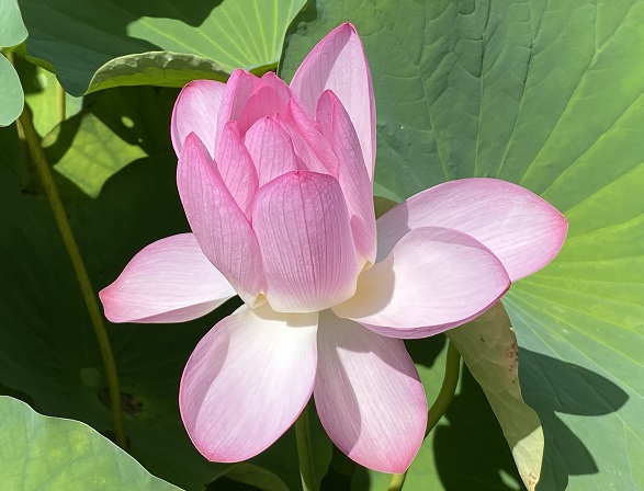 伊賀八幡宮(愛知県岡崎市)
