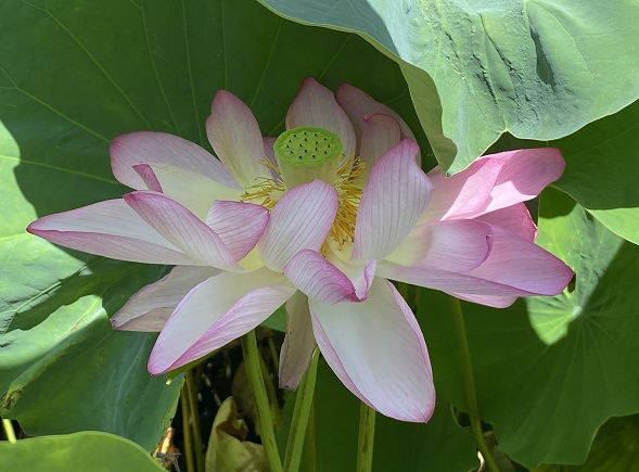 伊賀八幡宮(愛知県岡崎市)