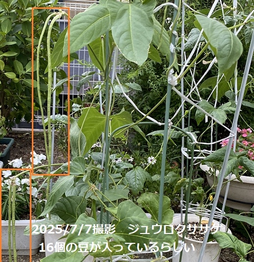 自宅のジュウロクササゲ
