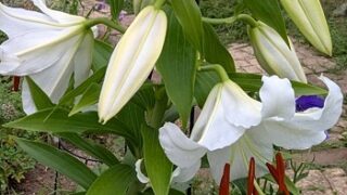 函館の知人の庭のカサブランカ