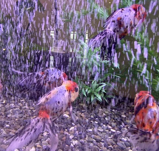 名古屋マリオットアソシアホテル15階展示の弥富金魚