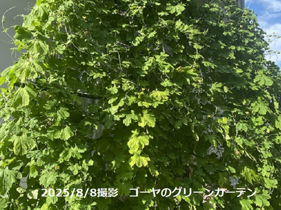 自宅のゴーヤのグリーンカーテン