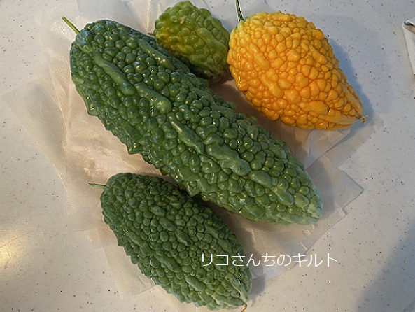 自宅で収穫のゴーヤ