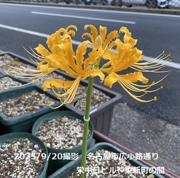 栄広小路通りでに咲く彼岸花（名古屋市中区）