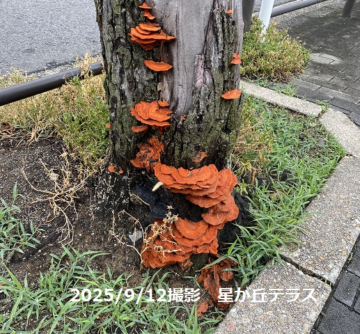 星が丘テラス