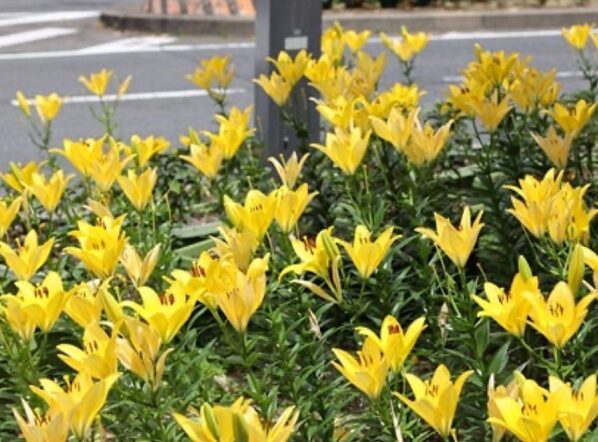 中日ビル前の花壇(名古屋市中区)