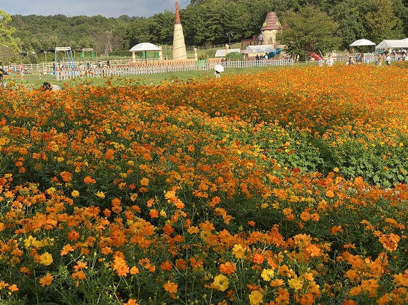 愛・地球博記念公園のキバナコスモス