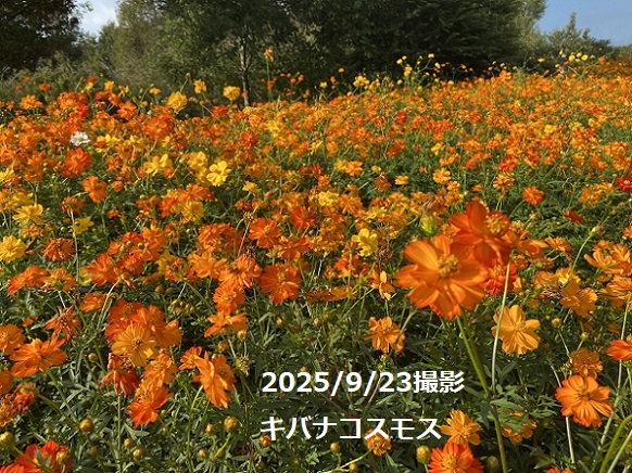 愛・地球博記念公園のキバナコスモス
