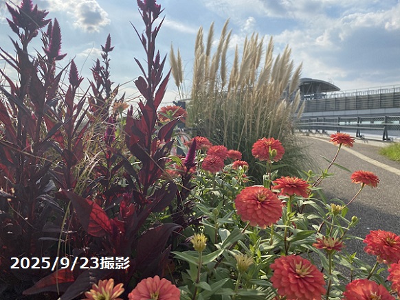 地球市民交流センターの屋上