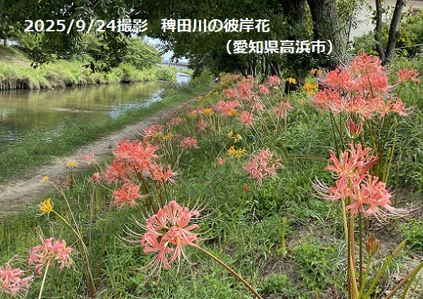 愛知県高浜市の稗田川の彼岸花(2025年9月24日撮影)