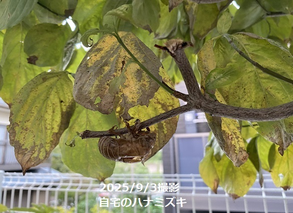 自宅のハナミズキ