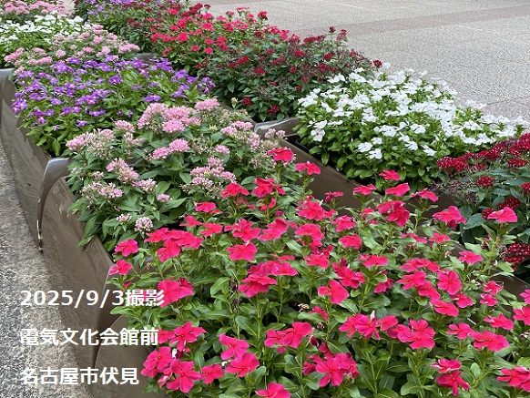 電気文化会館の植栽(名古屋市中区)