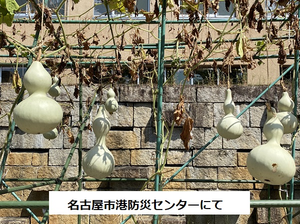 名古屋市港区防災センターで栽培中のひょうたん
