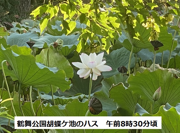 鶴舞公園の胡蝶ケ池のハス