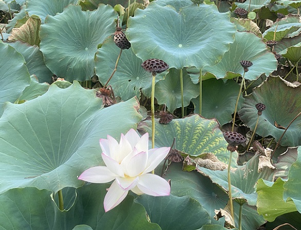 鶴舞公園の胡蝶ケ池のハス