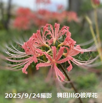 愛知県高浜市稗田川の彼岸花（2025年9月25日撮影）