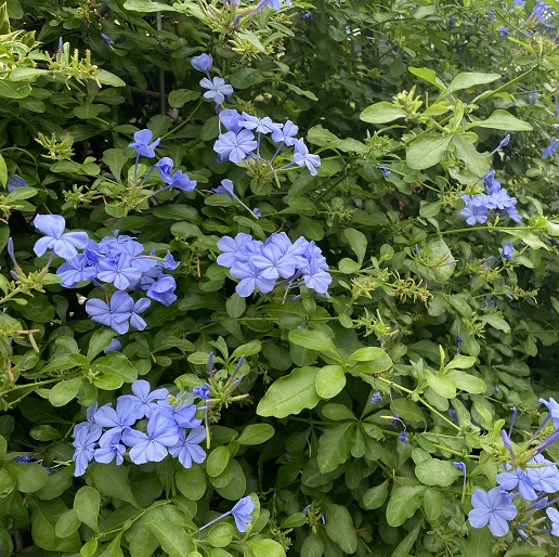 名古屋市名東区明徳公園周辺の植物