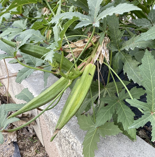 名古屋市名東区明徳公園周辺の植物