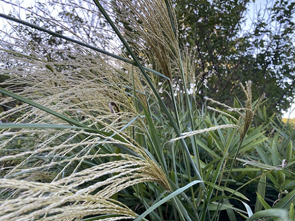 名古屋市名東区明徳公園周辺の植物