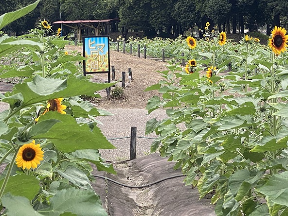 荒子川公園(名古屋市港区)のひまわり(2025年10月18日撮影)