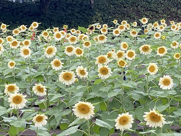 荒子川公園(名古屋市港区)のひまわり(2025年10月18日撮影)