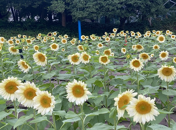 荒子川公園(名古屋市港区)のひまわり(2025年10月18日撮影)