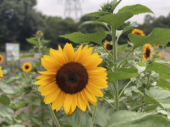 荒子川公園(名古屋市港区)のひまわり(2025年10月18日撮影)