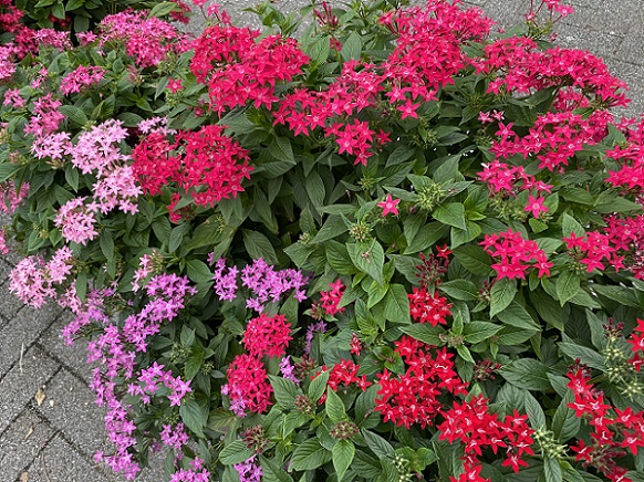 近所で見つけた花
